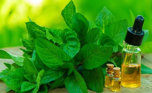Harrods-Can essential oils like peppermint harm dogs if they come into contact with them?