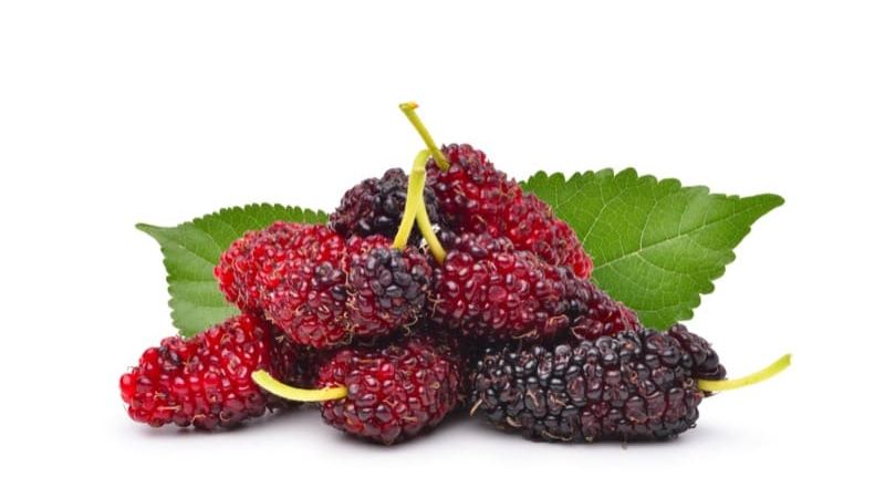 Mulberry Liquid Extract