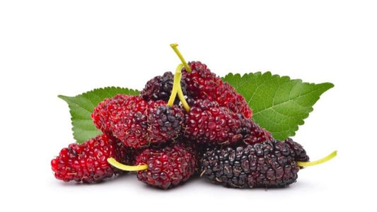 Mulberry Liquid Extract