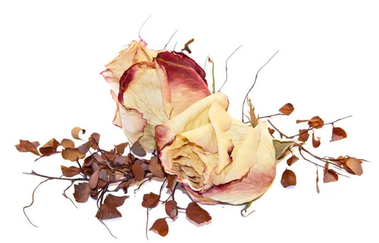 Dried Rose Flower