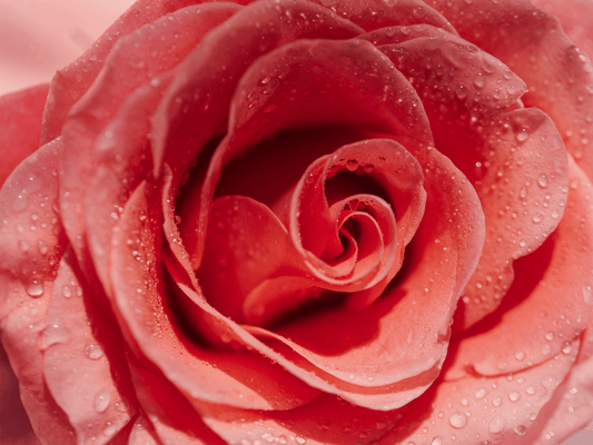 Rose Flavor Oil